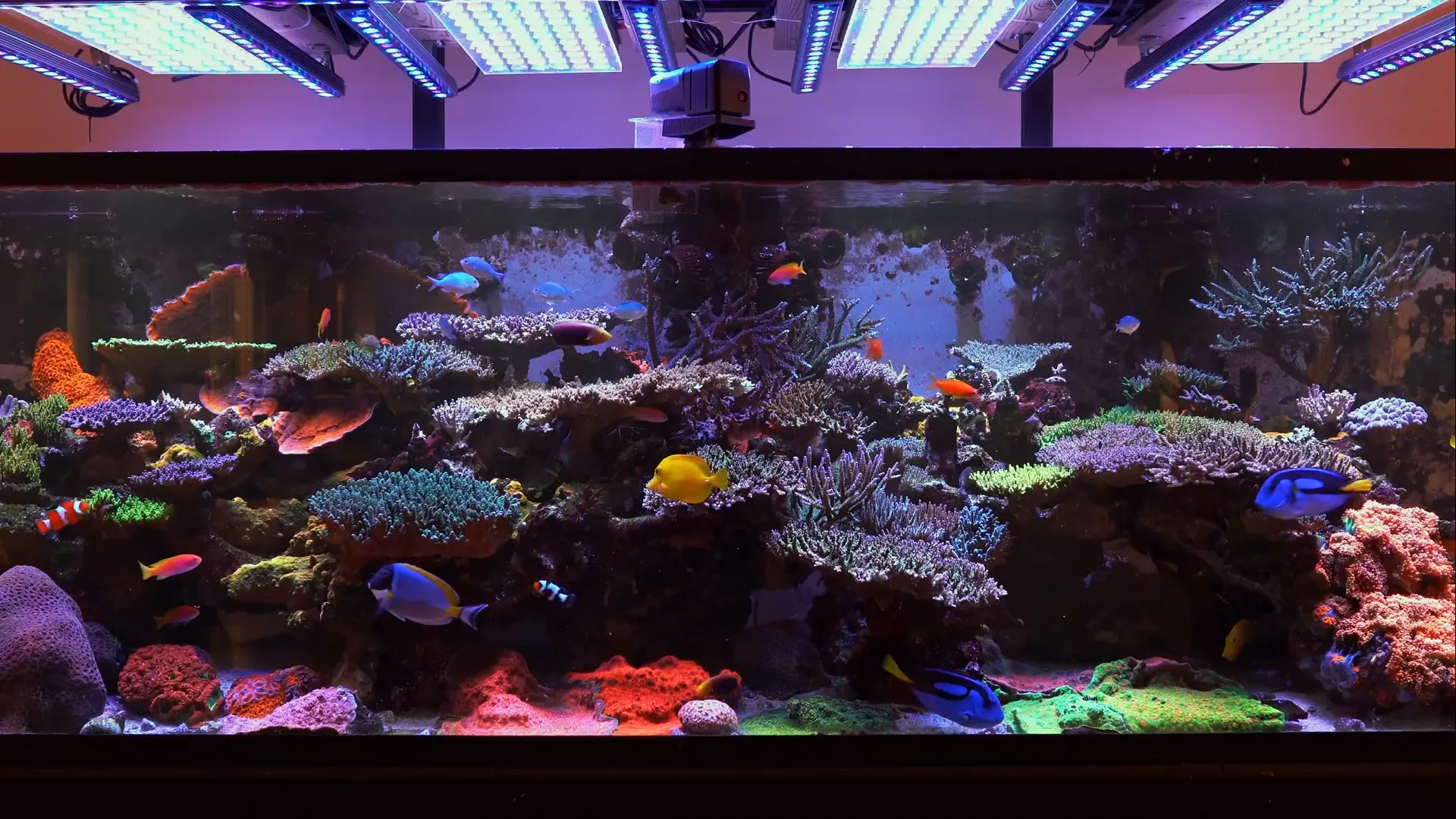 Reef tank lighting setup