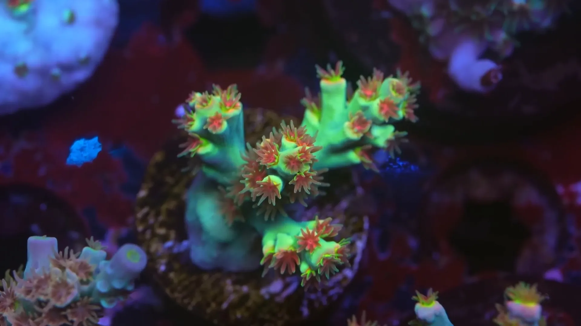 Daily dosing setup sps closeup