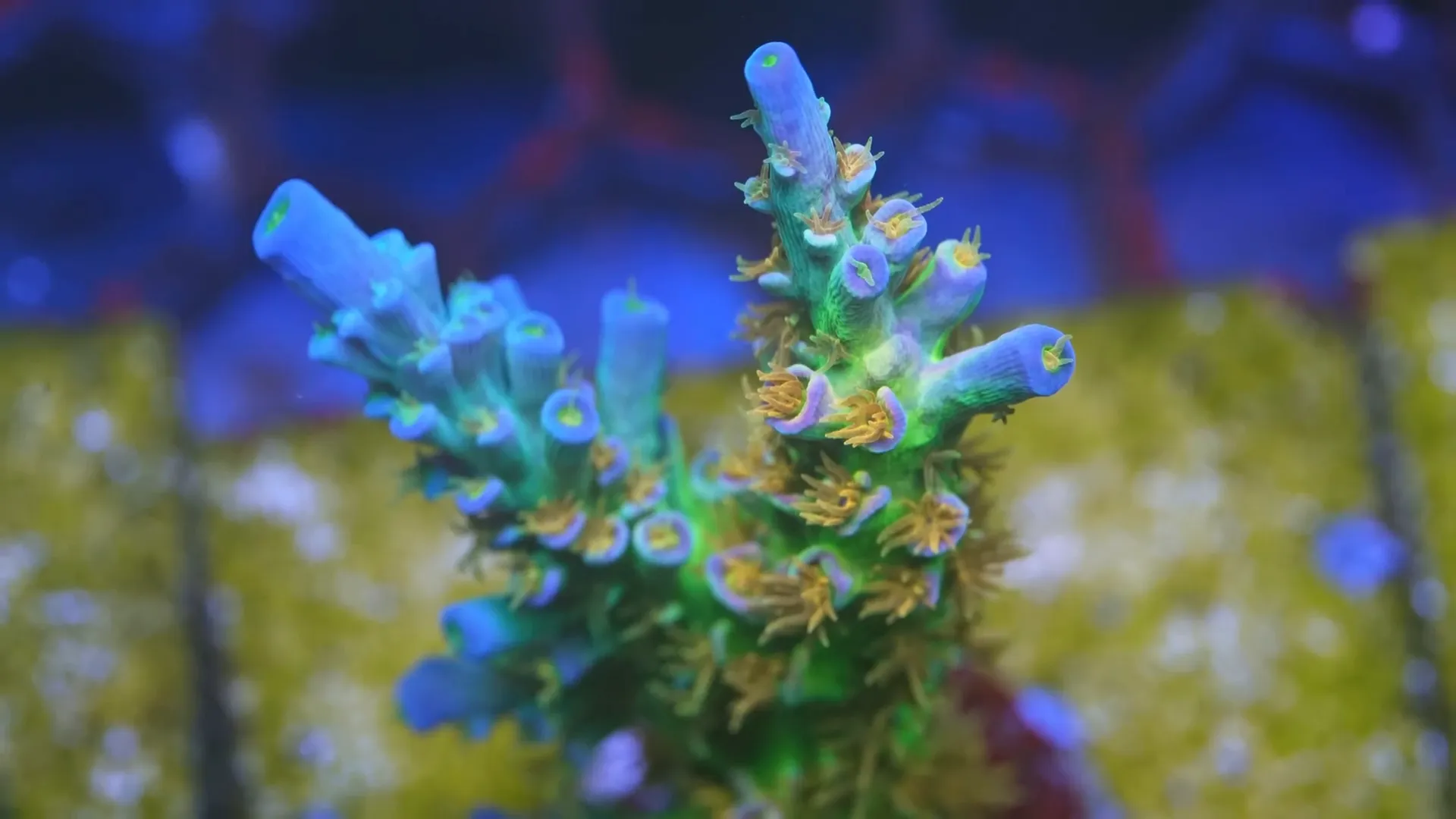 green yellow sps coral