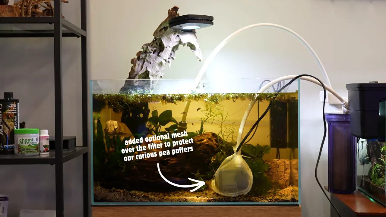 Aquarium with tubing running to an external purple reactor and a pump inside the tank