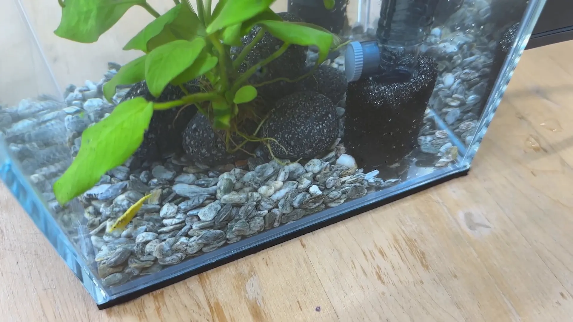 Ready nano tank with shrimp and snails