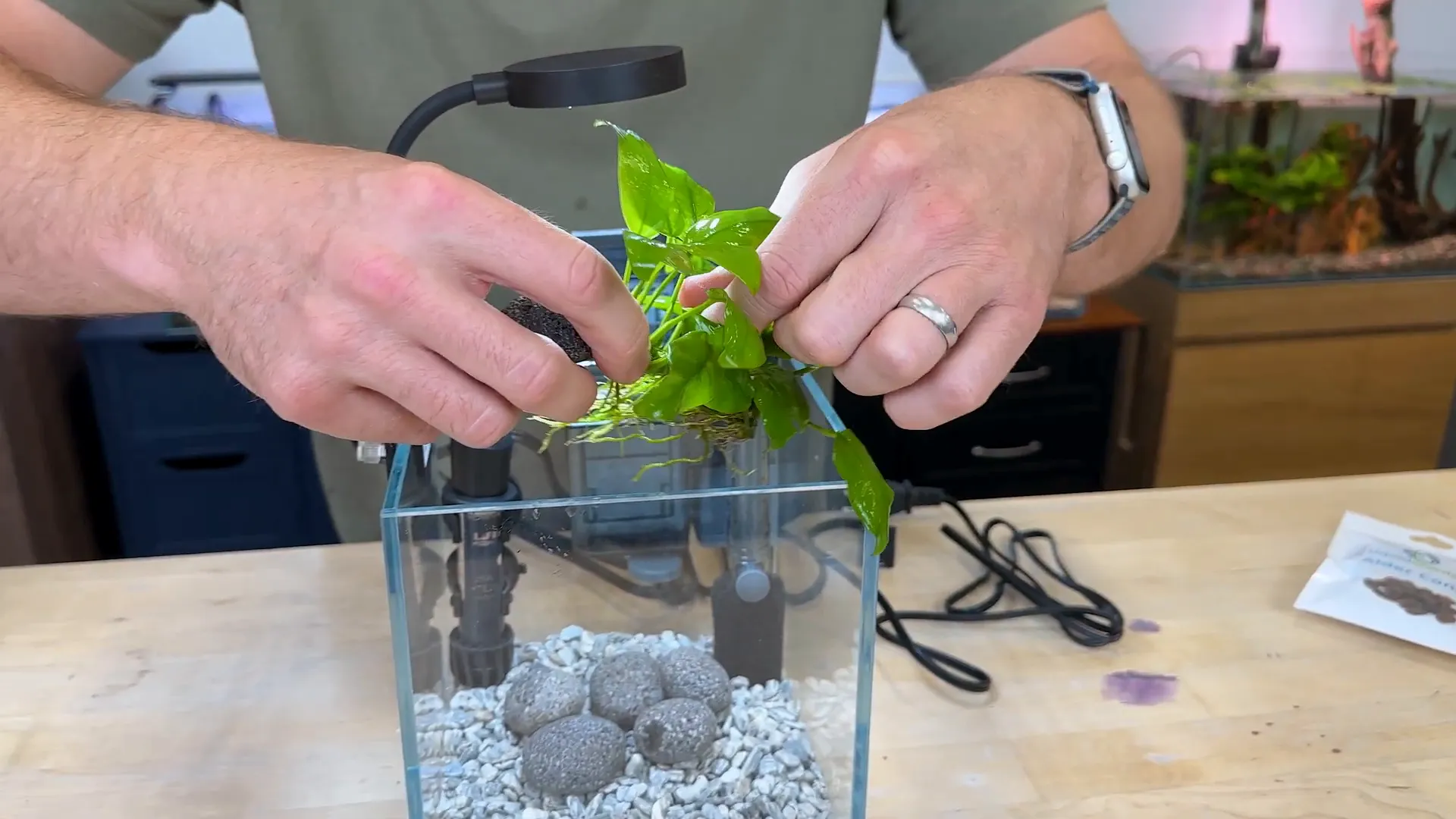 Placing Anubias golden plant in the nano tank