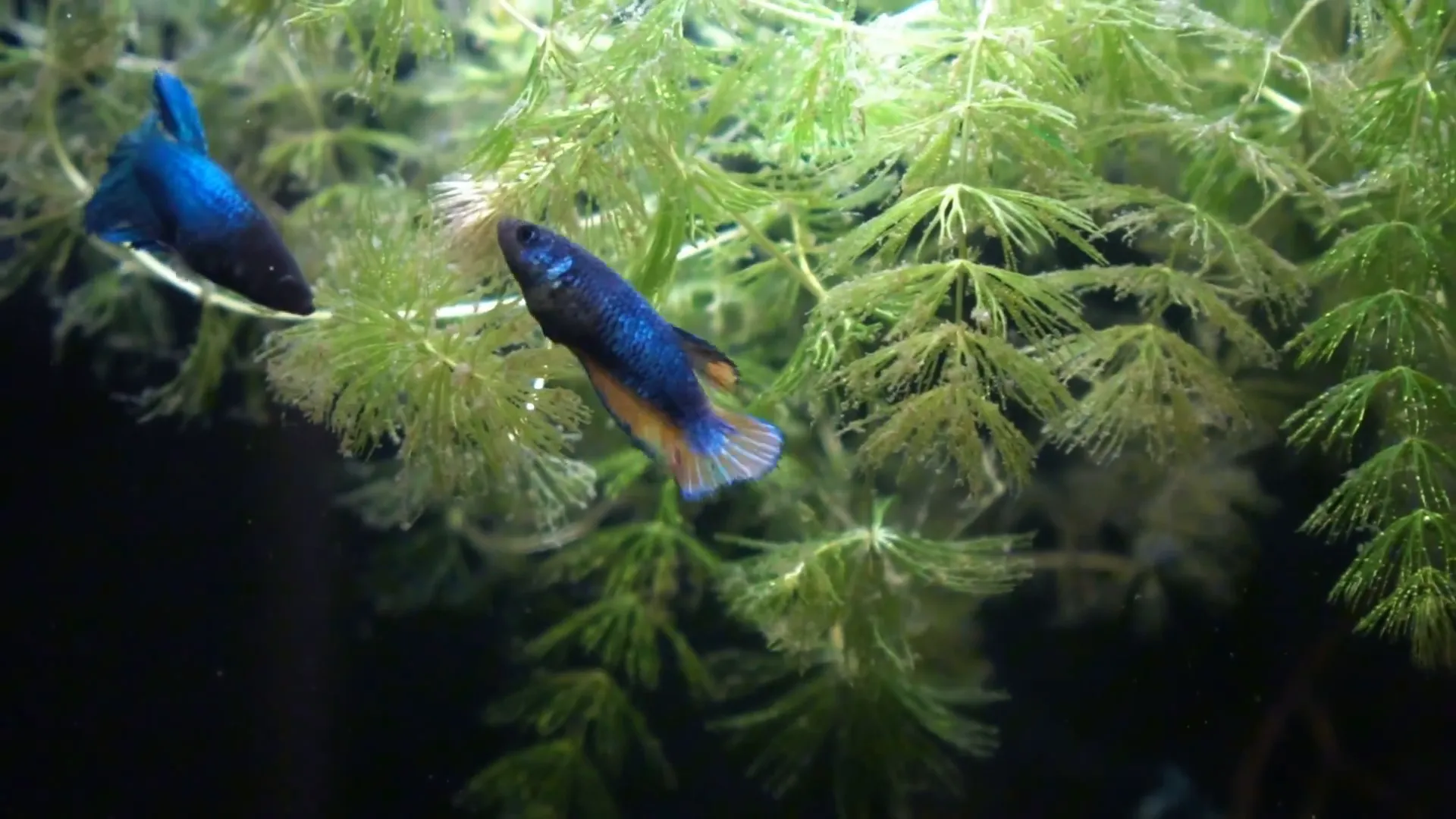 Mature planted aquarium with happy betta fish