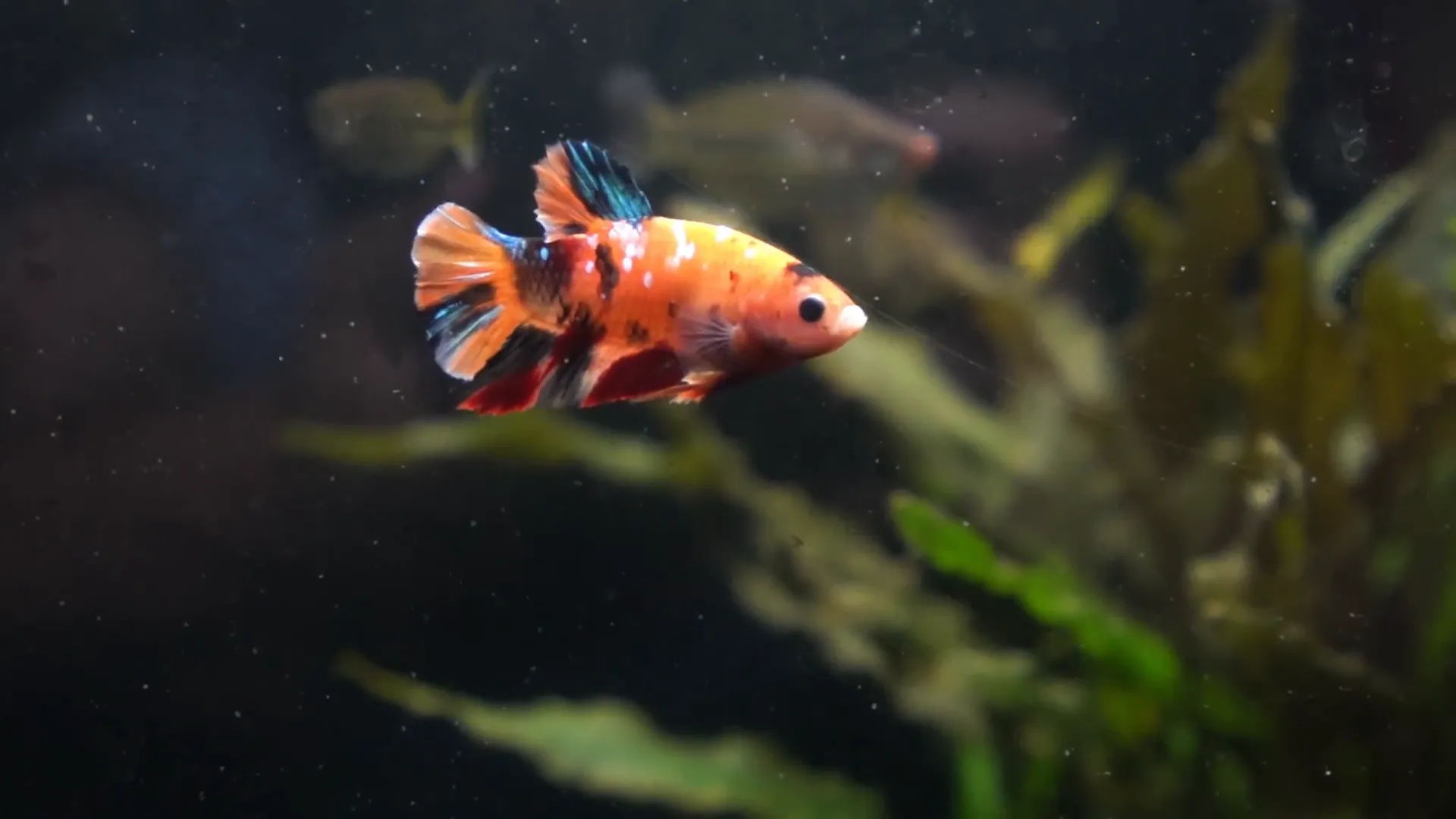 Healthy betta fish actively swimming and hunting for food