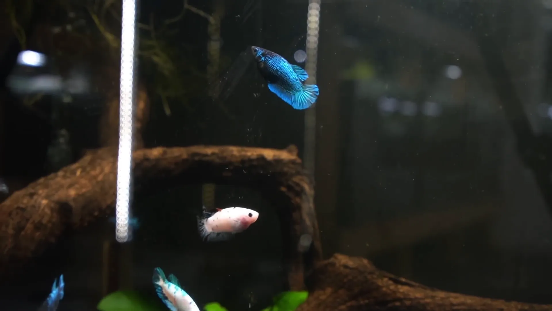 Multiple female bettas raised together in one tank
