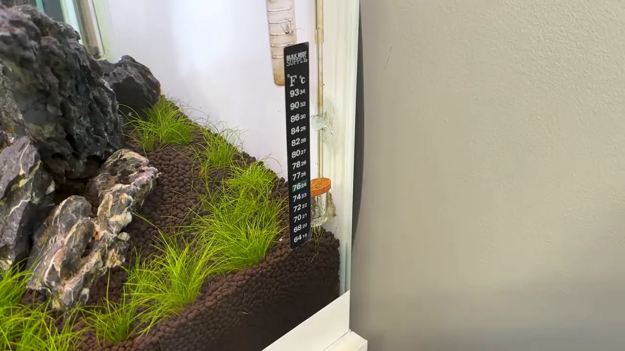 Vertical aquarium temperature strip attached to the outside glass of a planted aquarium