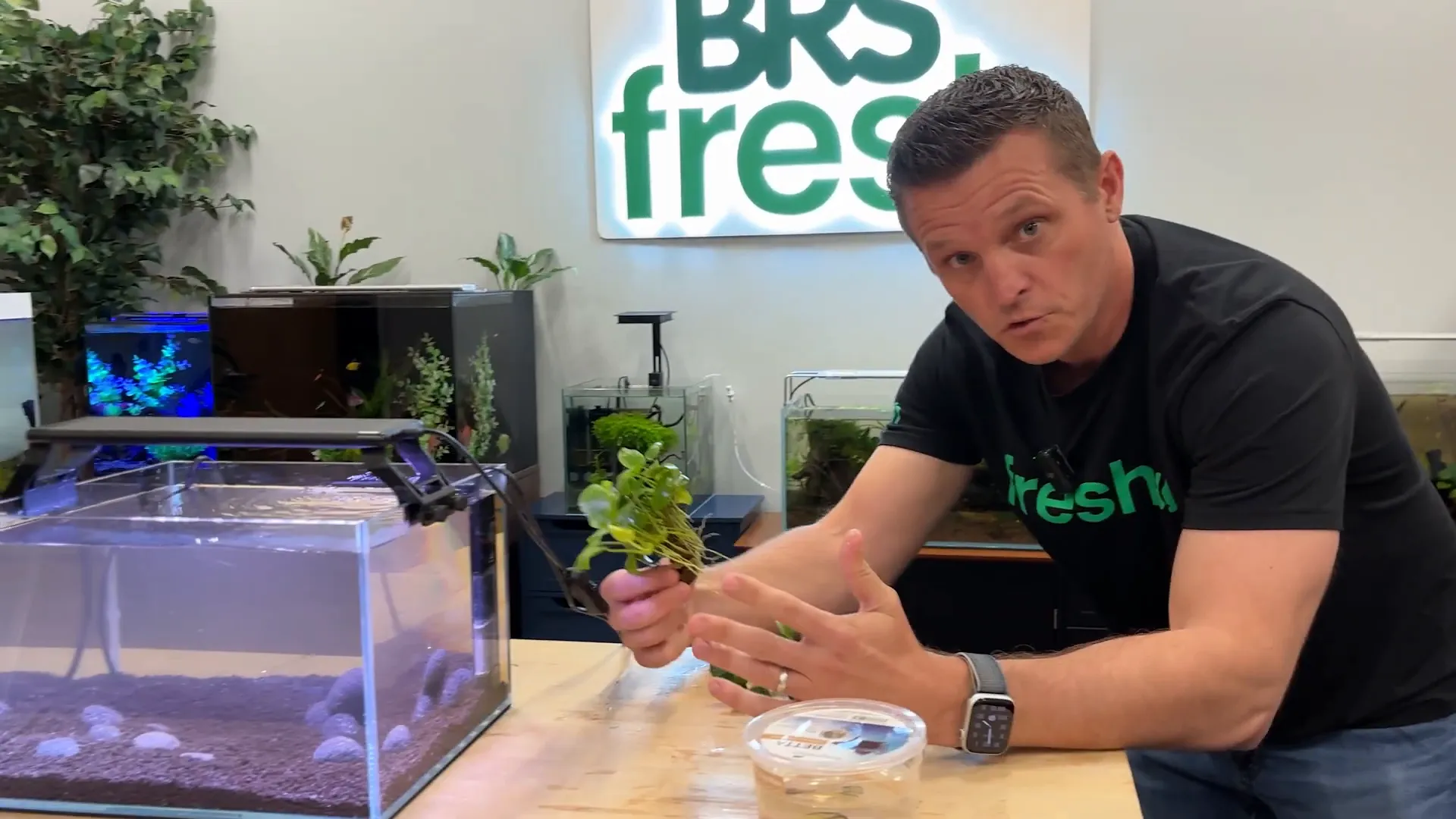 Adding Anubias plants to betta tank