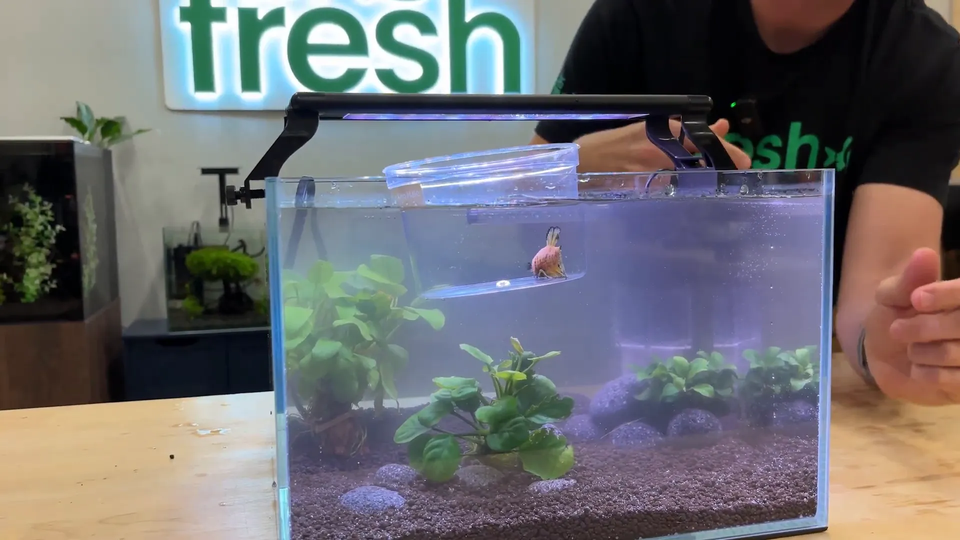 Floating betta fish in bag to acclimate