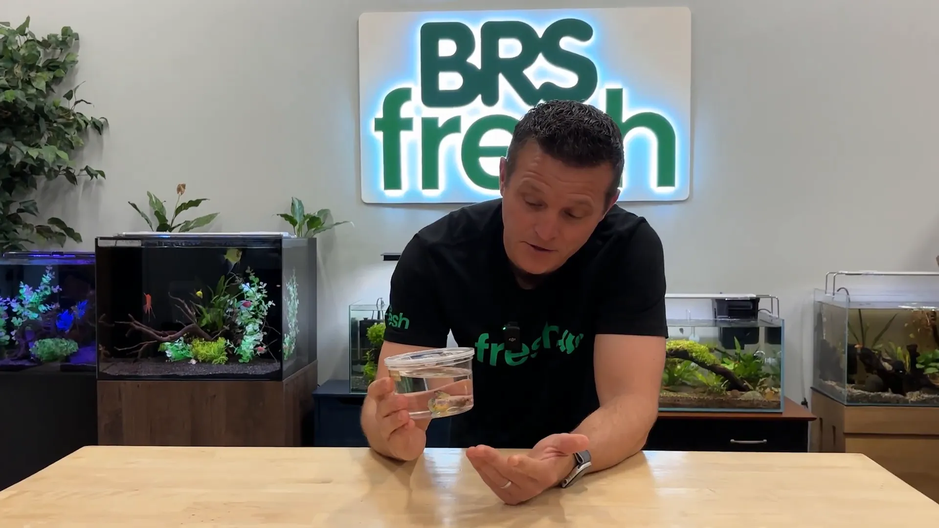 Betta fish in a small cup