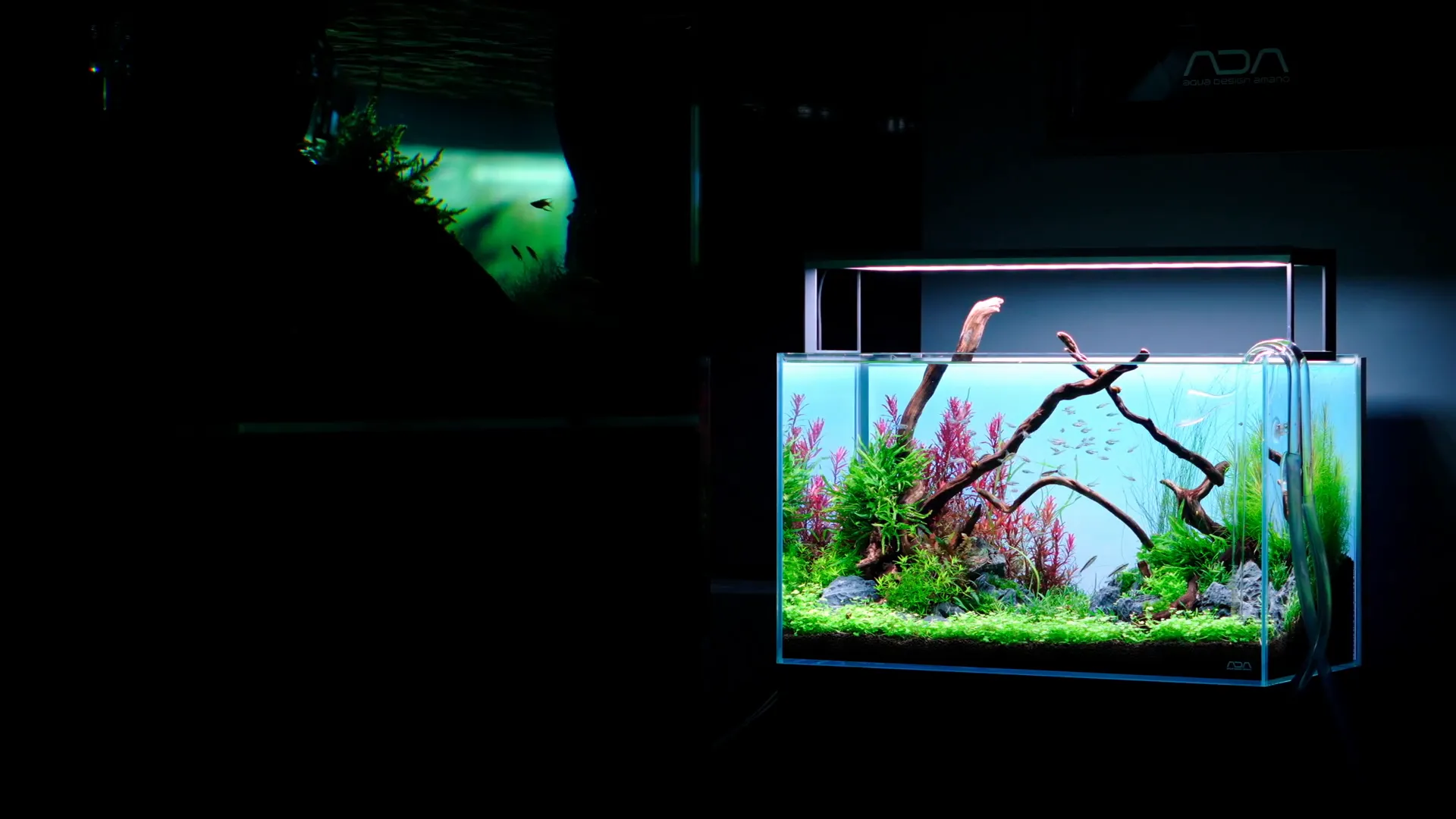 Final look of the planted aquarium setup