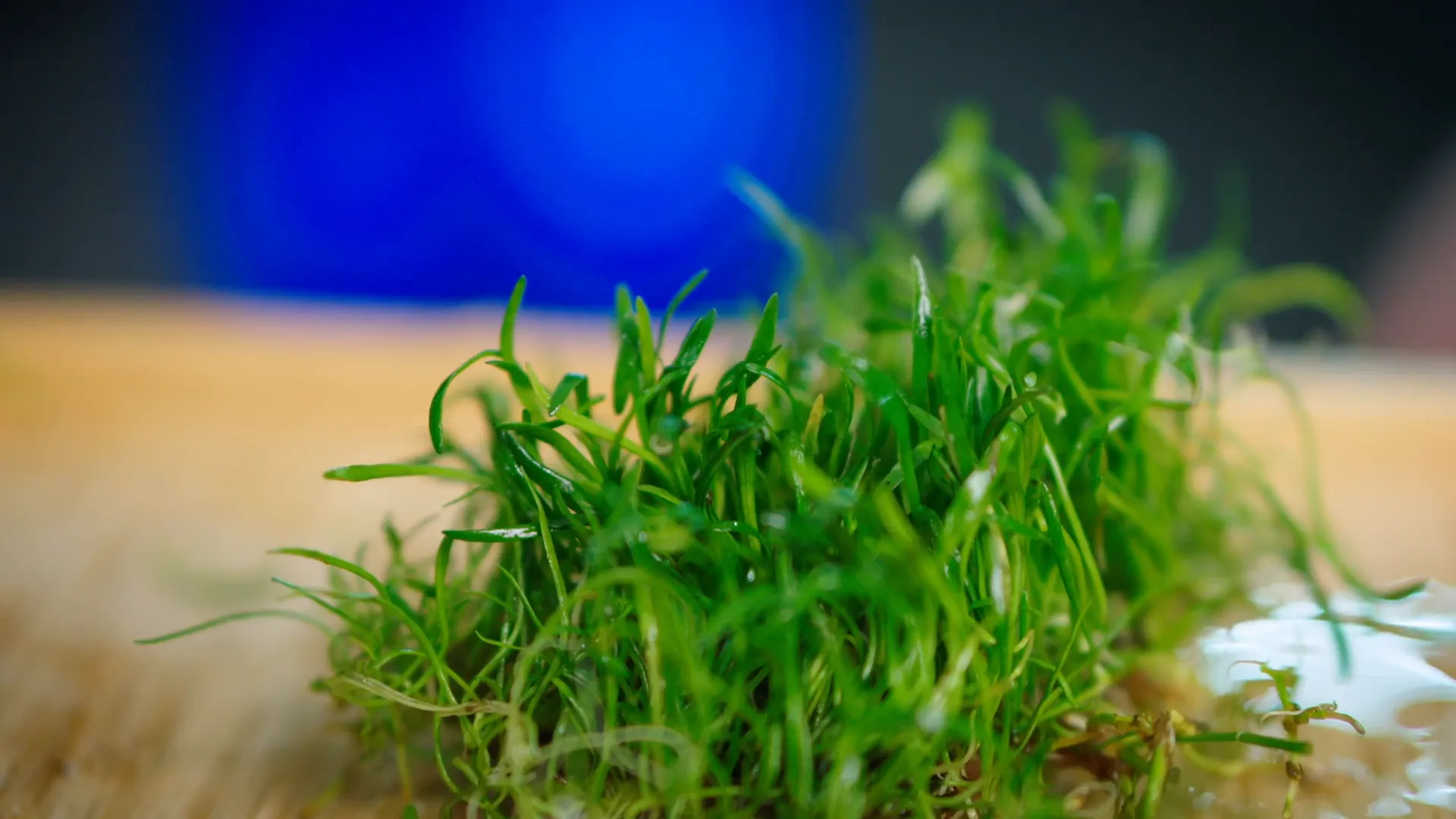 Planting Lilaeopsis brasiliensis densely