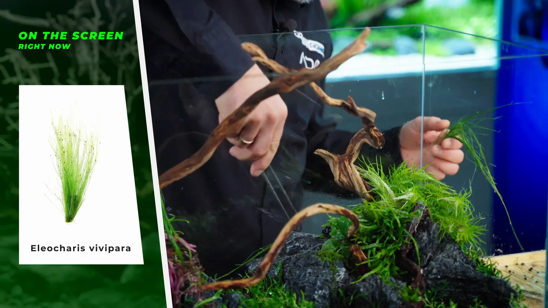 Planting Eleocharis vivipara in the midground