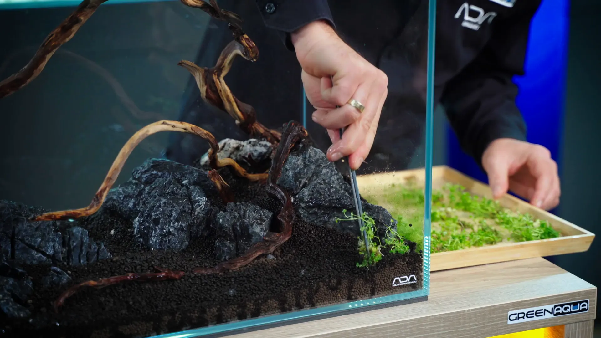 Starting to plant Hydrocotyle tripartita 'mini'