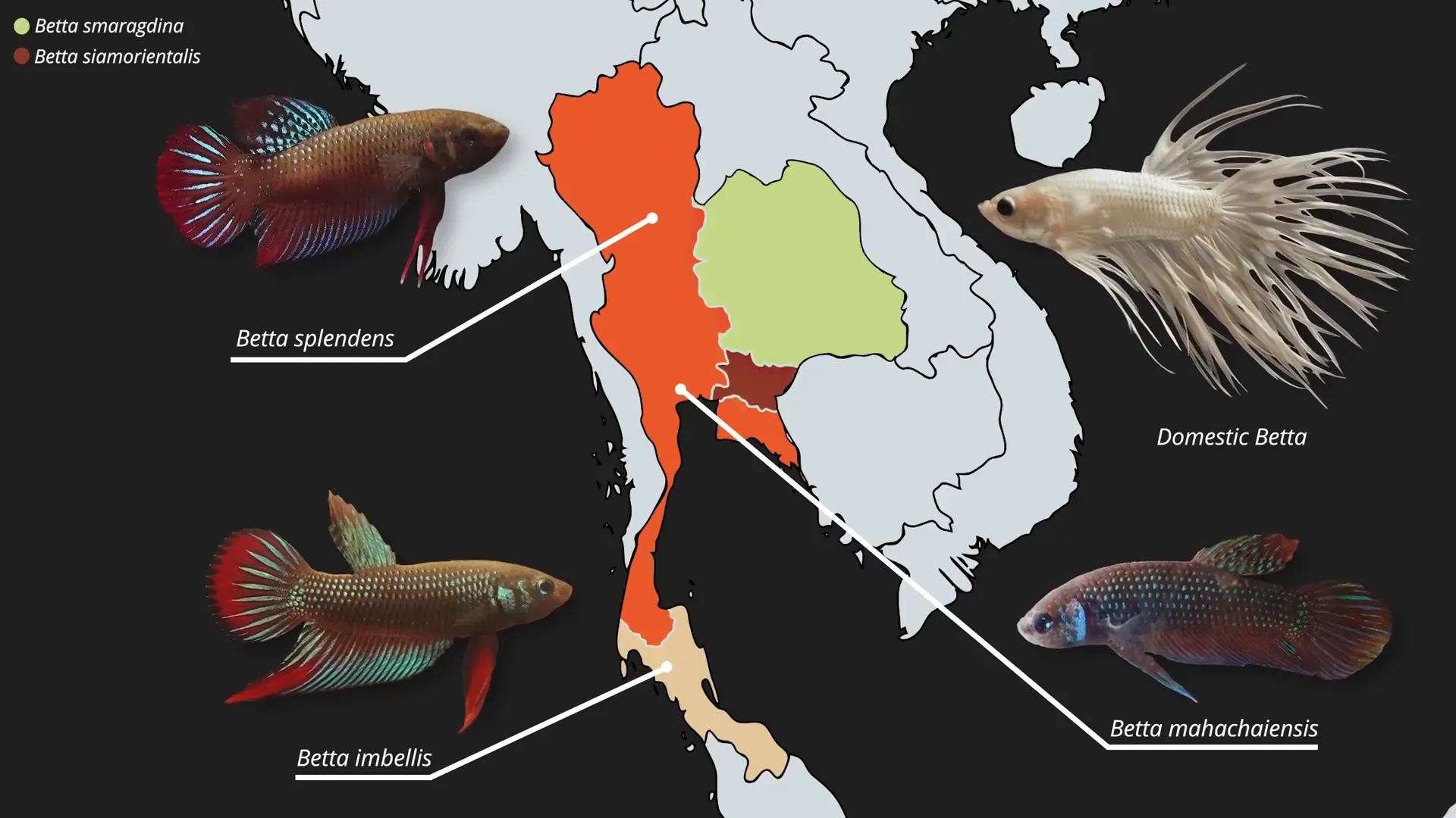 Wild betta fish species from Thailand