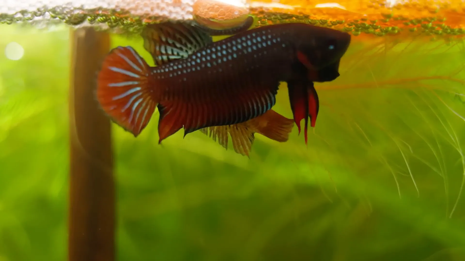 Betta fish courtship dance near bubble nest