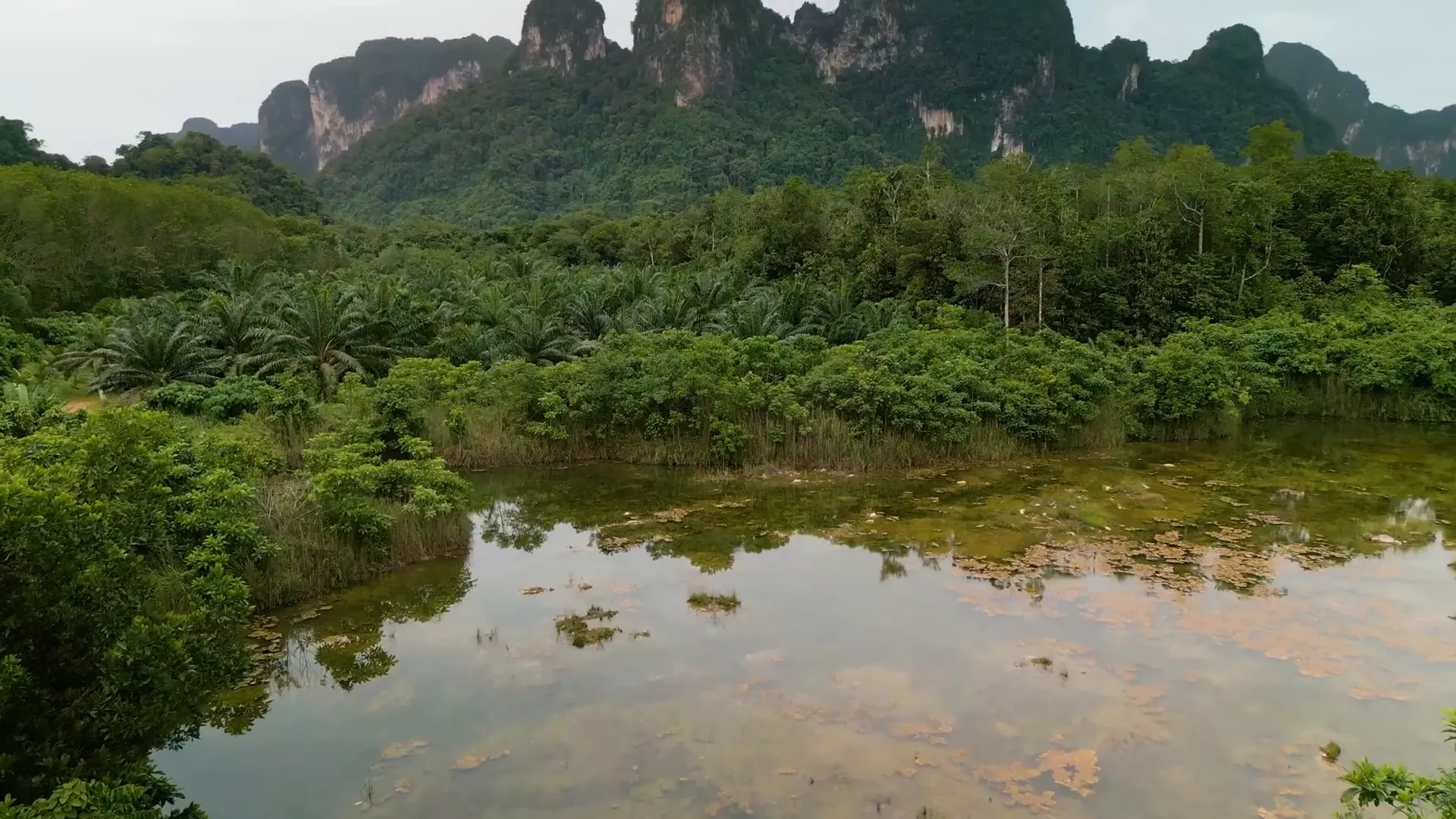Southern Thailand jungle and limestone cliffs habitat for Betta imbellis