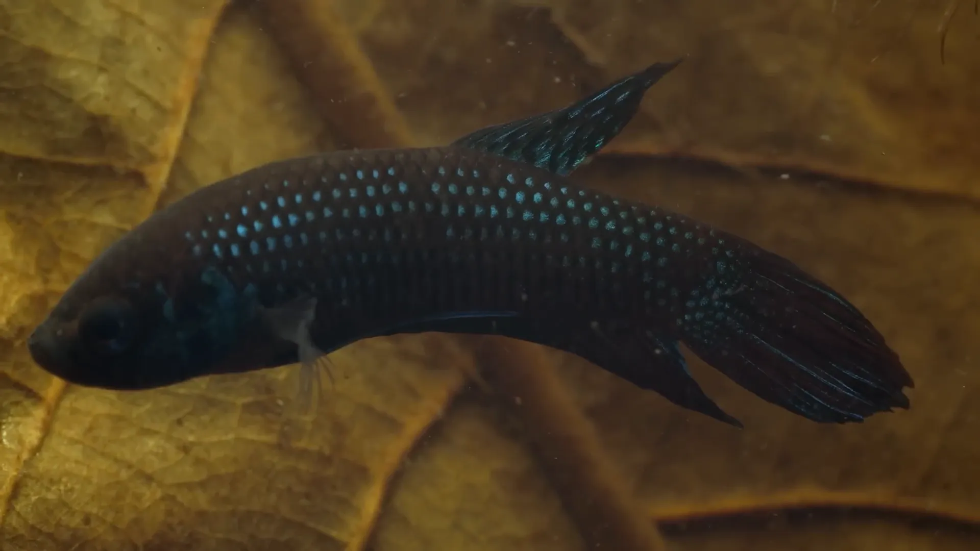 Betta mahachaiensis showing iridescent green bars