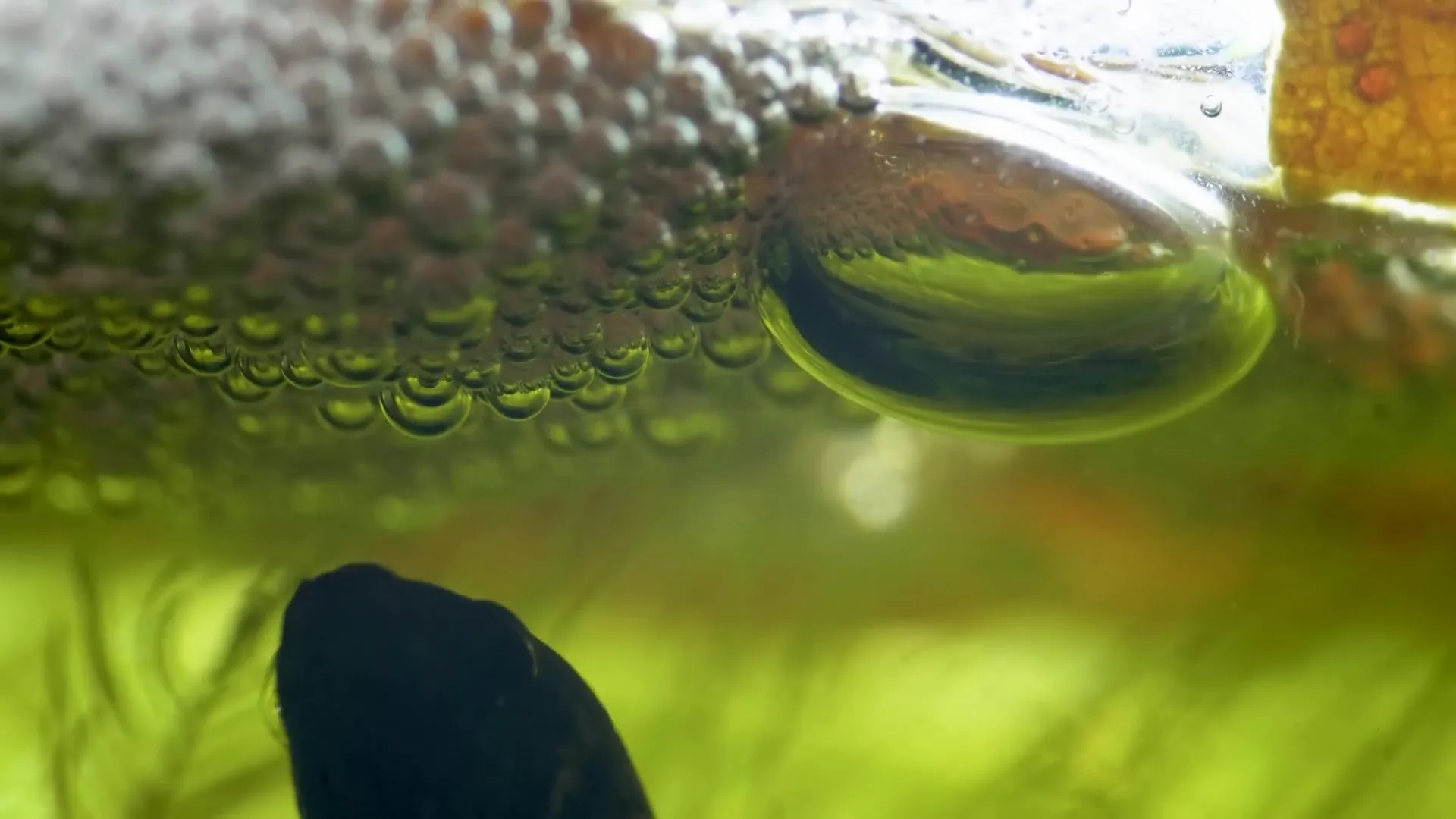 Male betta building a bubble nest