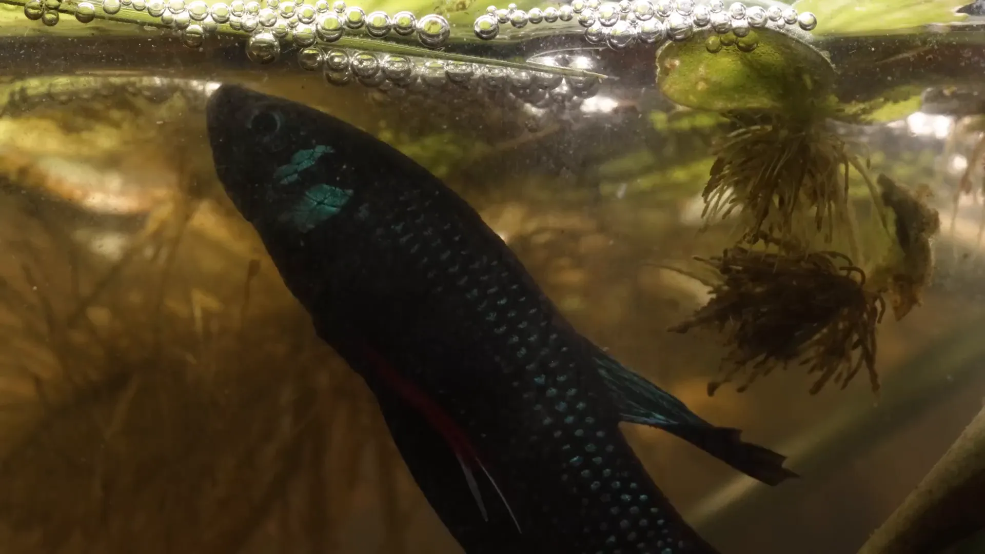 Male Betta imbellis building bubble nest