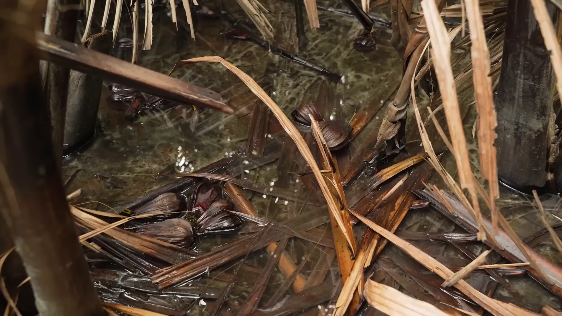 Palm mangrove habitat of Betta mahachaiensis