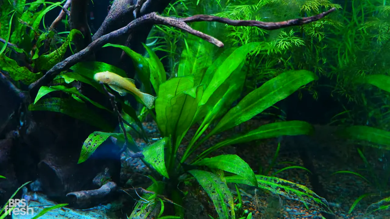 Large Amazon sword plant with long green leaves in a planted aquarium