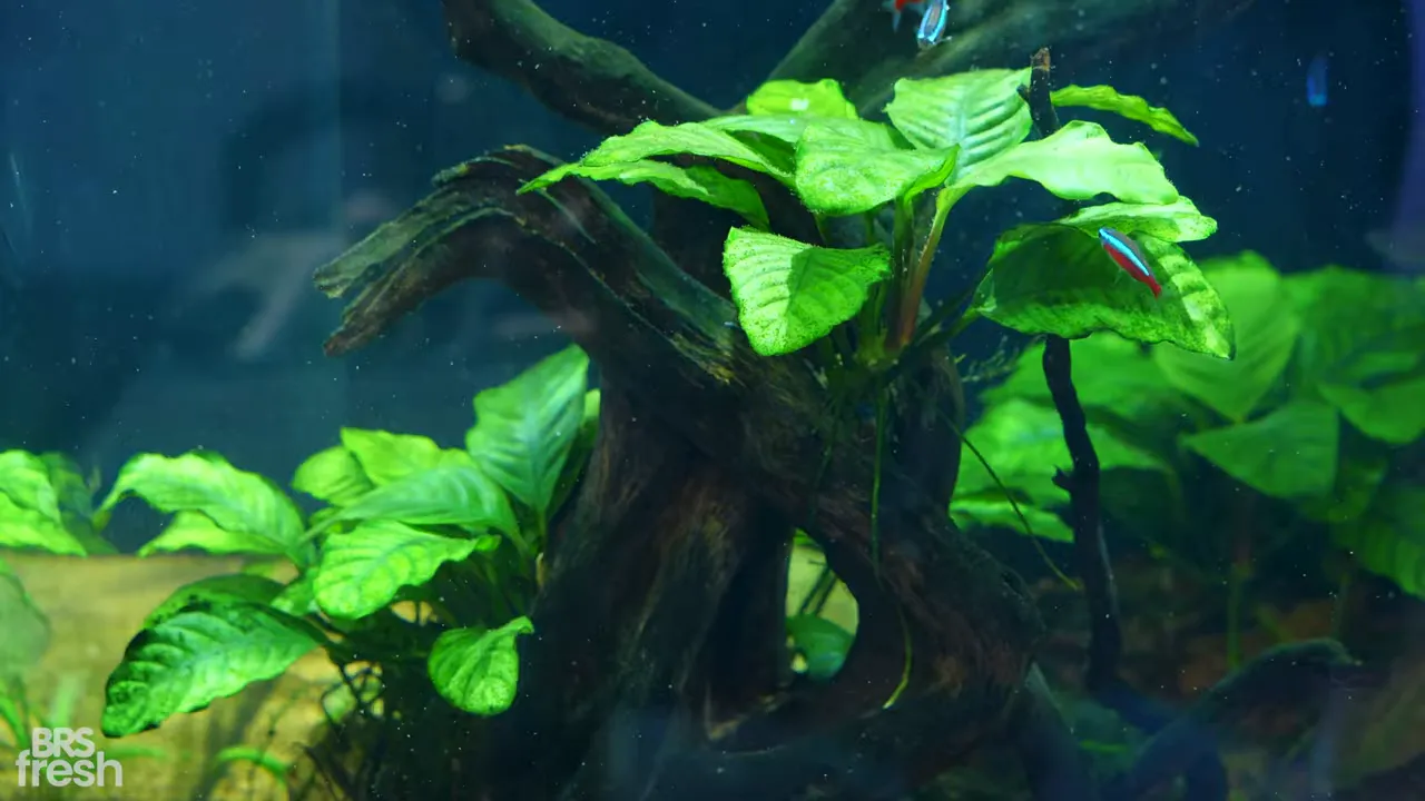 Anubias plants attached to branching driftwood in an aquarium