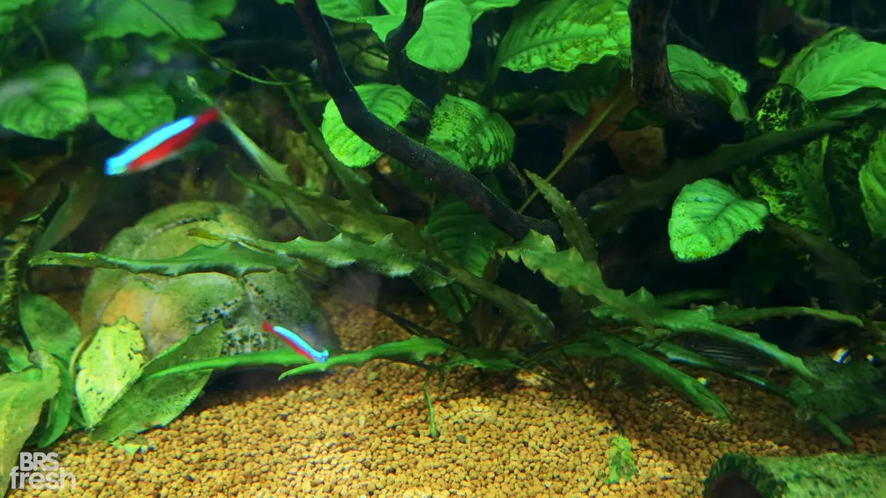 Cryptocoryne wendtii growing from sandy substrate beneath driftwood