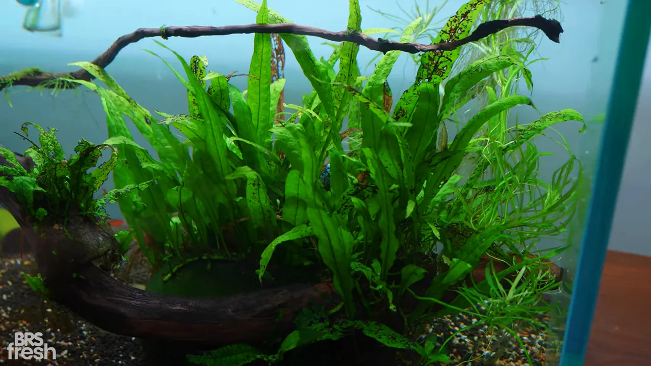 Java fern growing in a freshwater aquarium around driftwood
