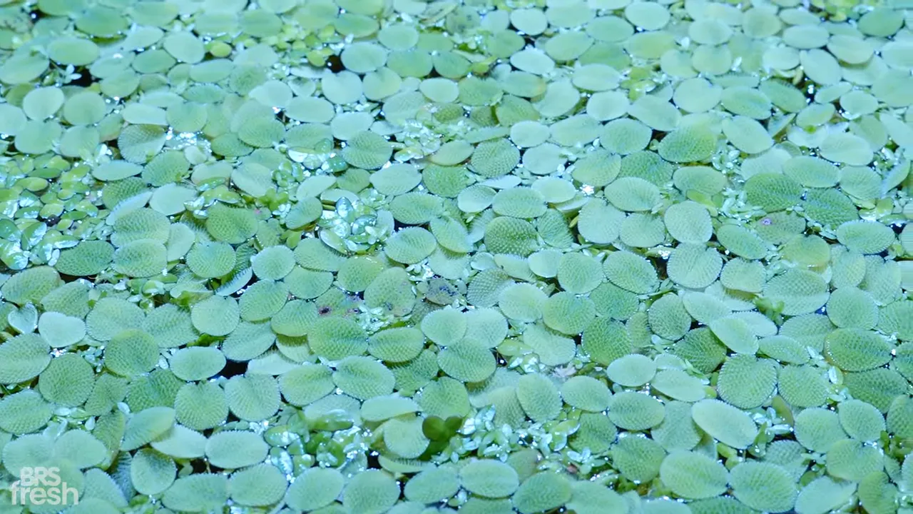 Dense green Salvinia leaves covering the aquarium water surface