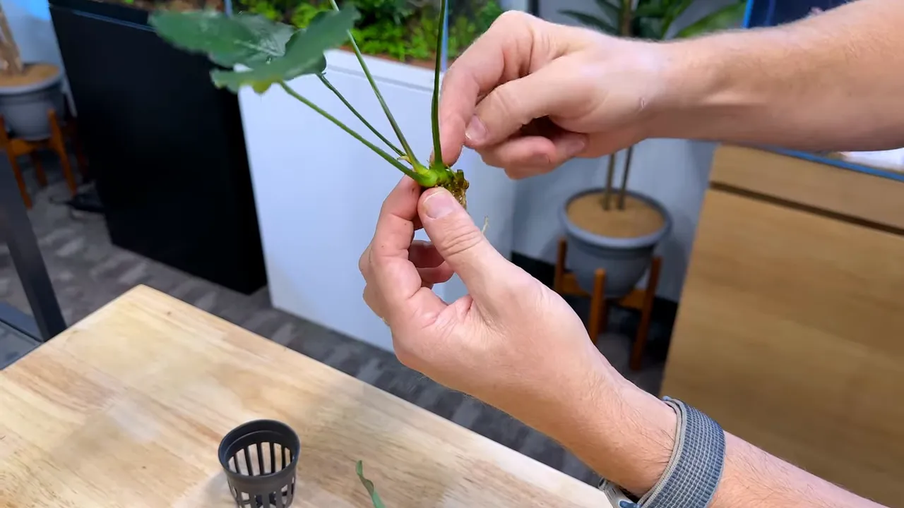 Close view of a green Anubias plant with a thick rhizome and roots