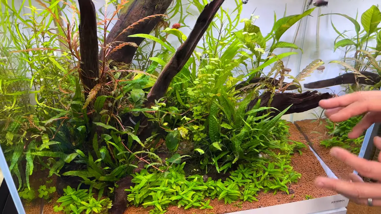 Densely planted aquarium with Java fern growing around dark driftwood