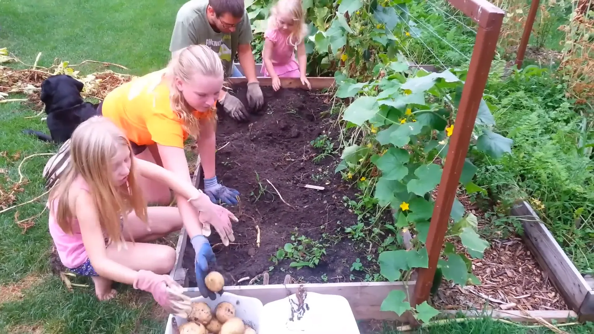 Harvesting vegetables