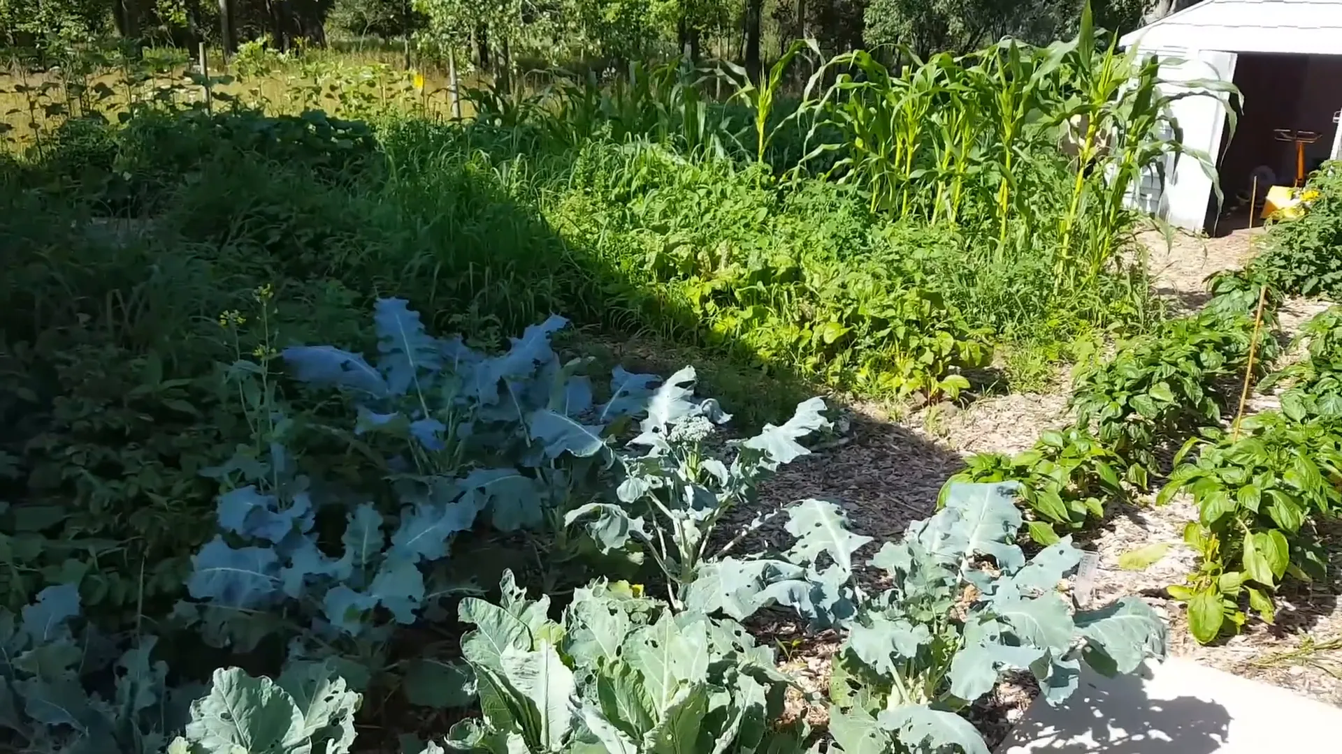 Watering the garden