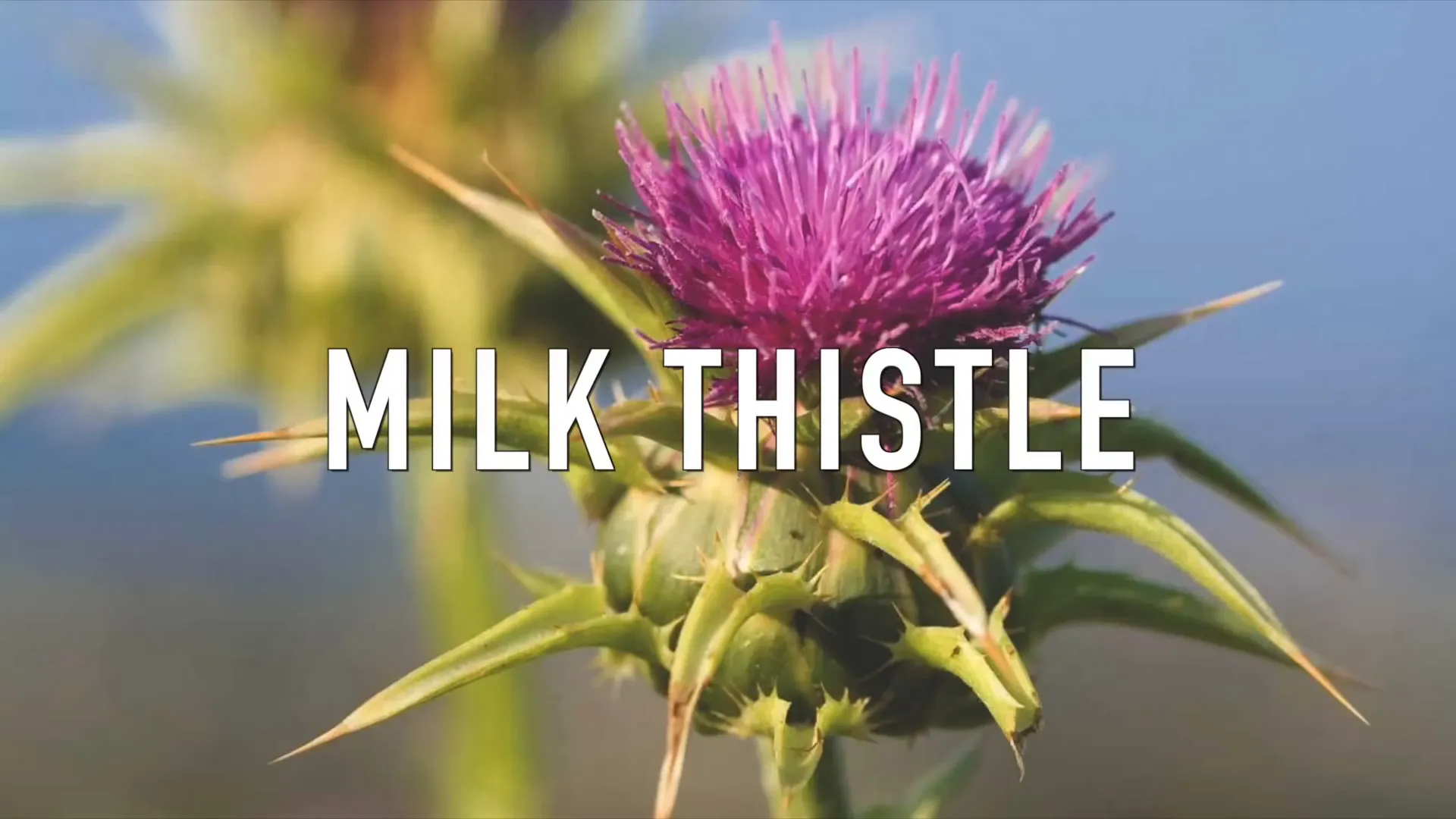 Milk thistle for lung detox