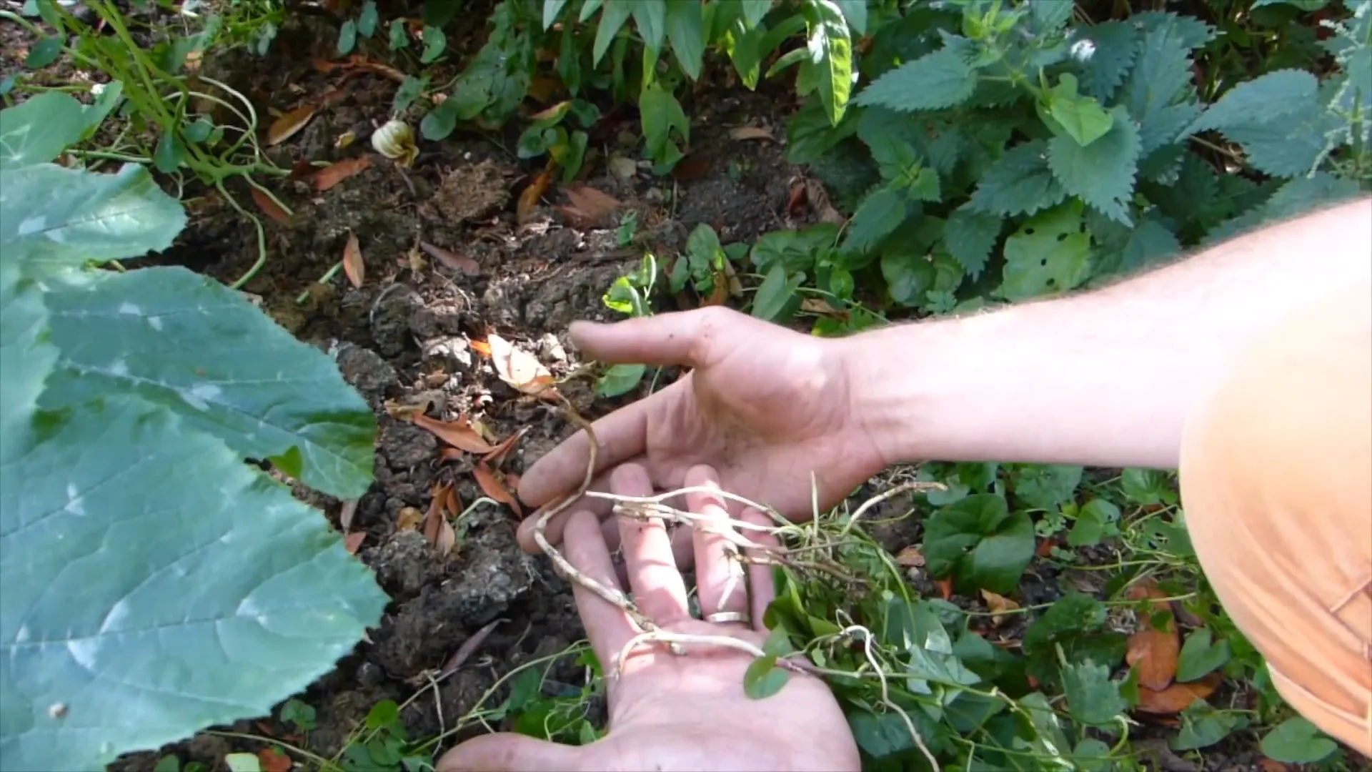 Clearing weeds and debris from the garden