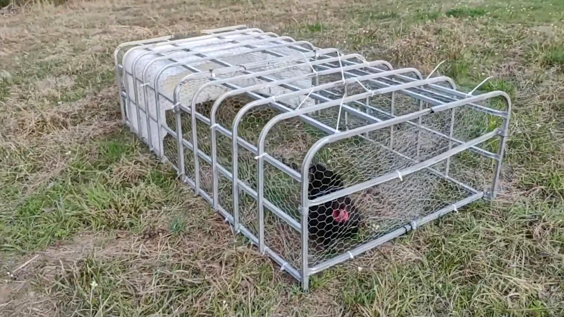 black silkie Chicken in the diy chicken tractor made from an ibc tote