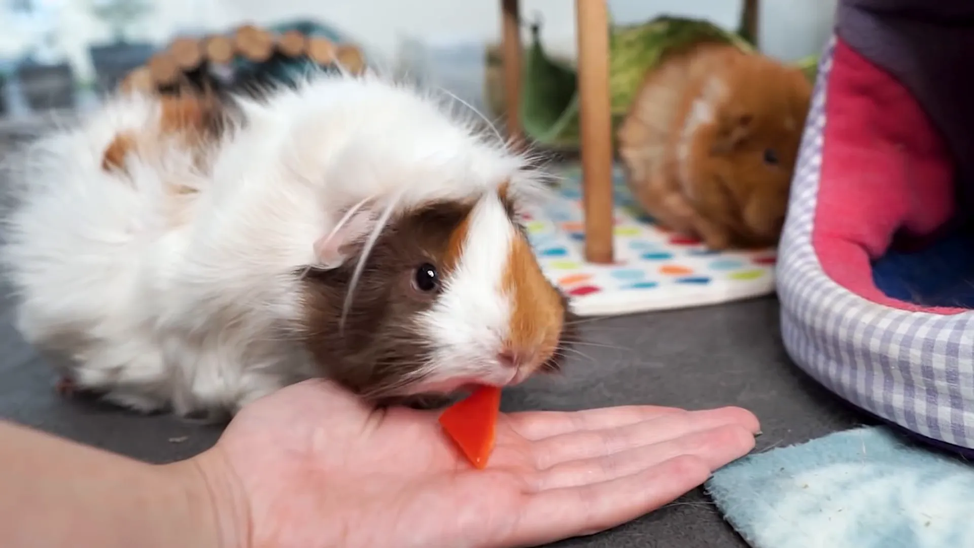 Caring for guinea pigs: cleaning and enrichment