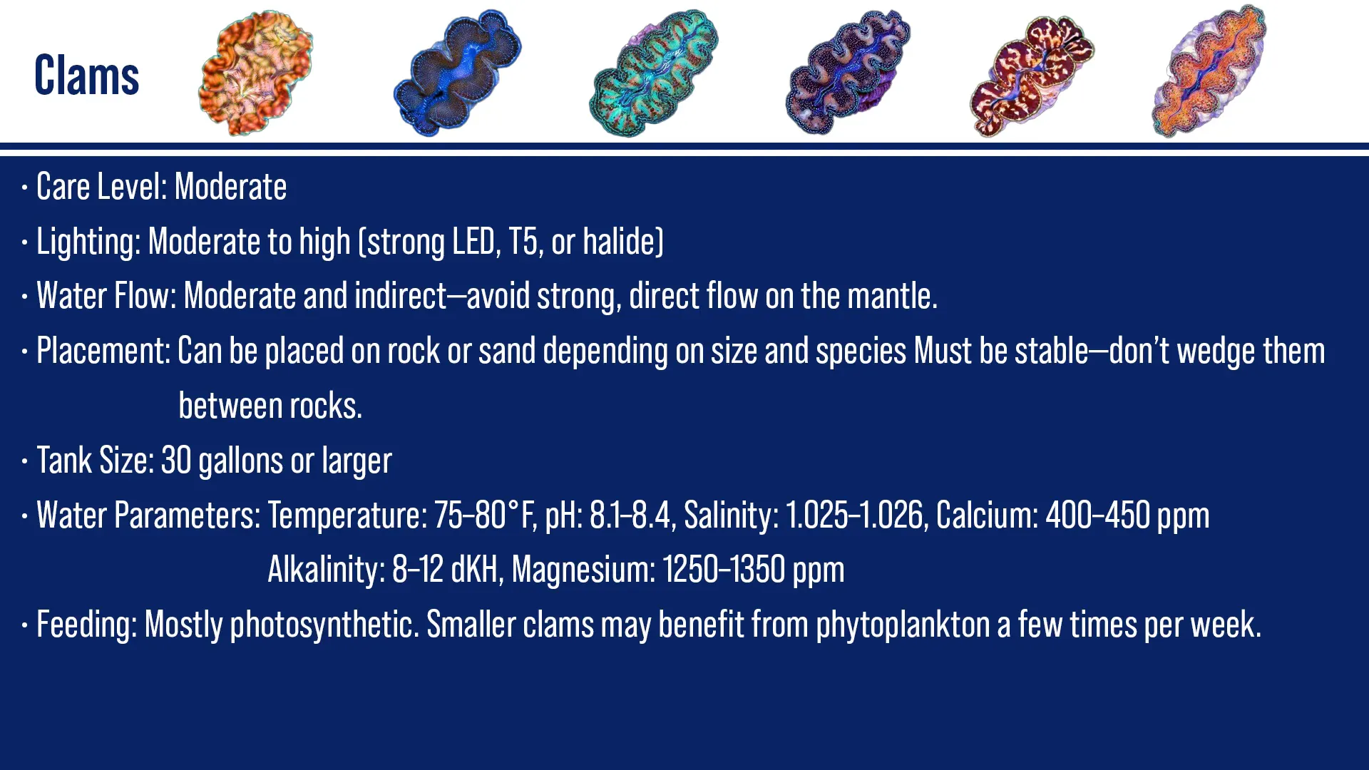 Moderate indirect water flow in reef tank around clams