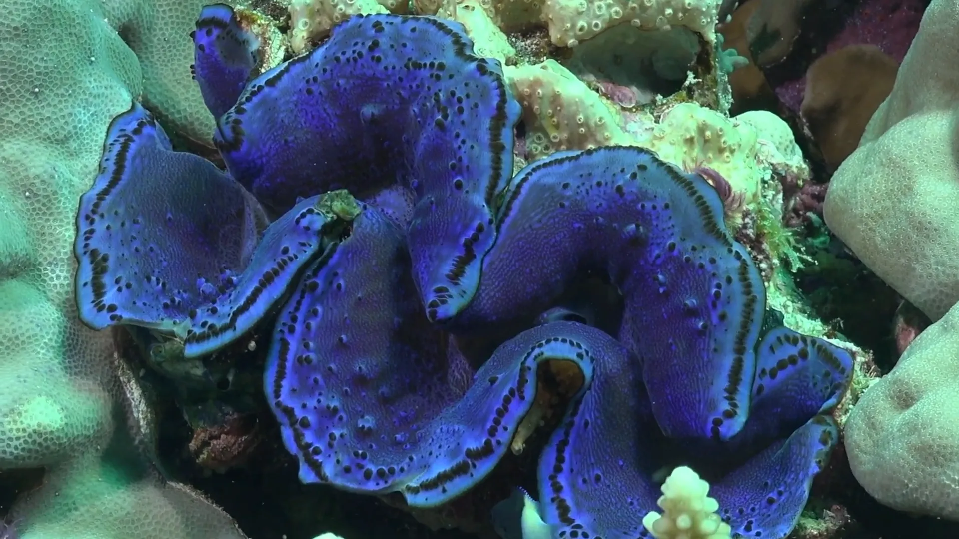 Aquarium lighting setup suitable for photosynthetic clams