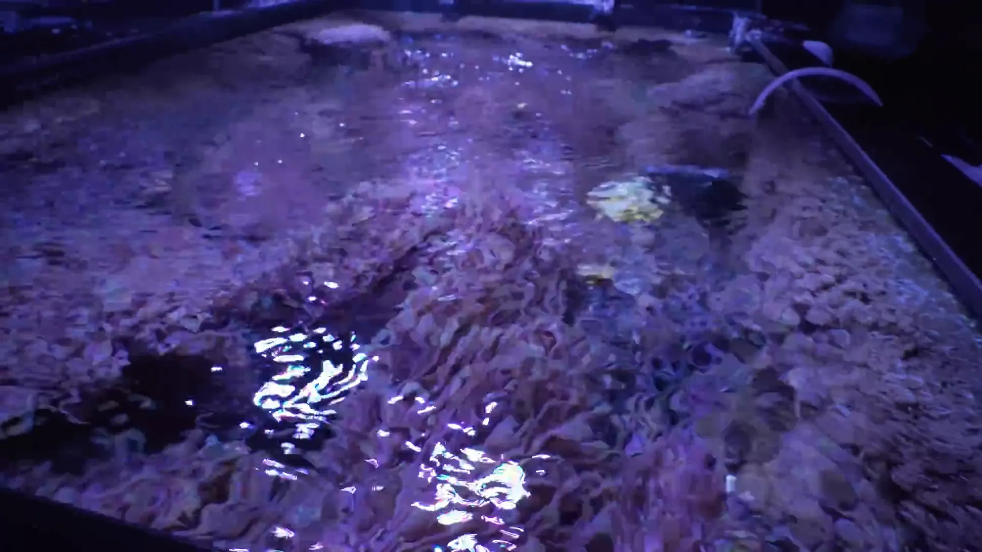 Close-up of a tank full of pulsing xenia and suspitularia in softer white lighting