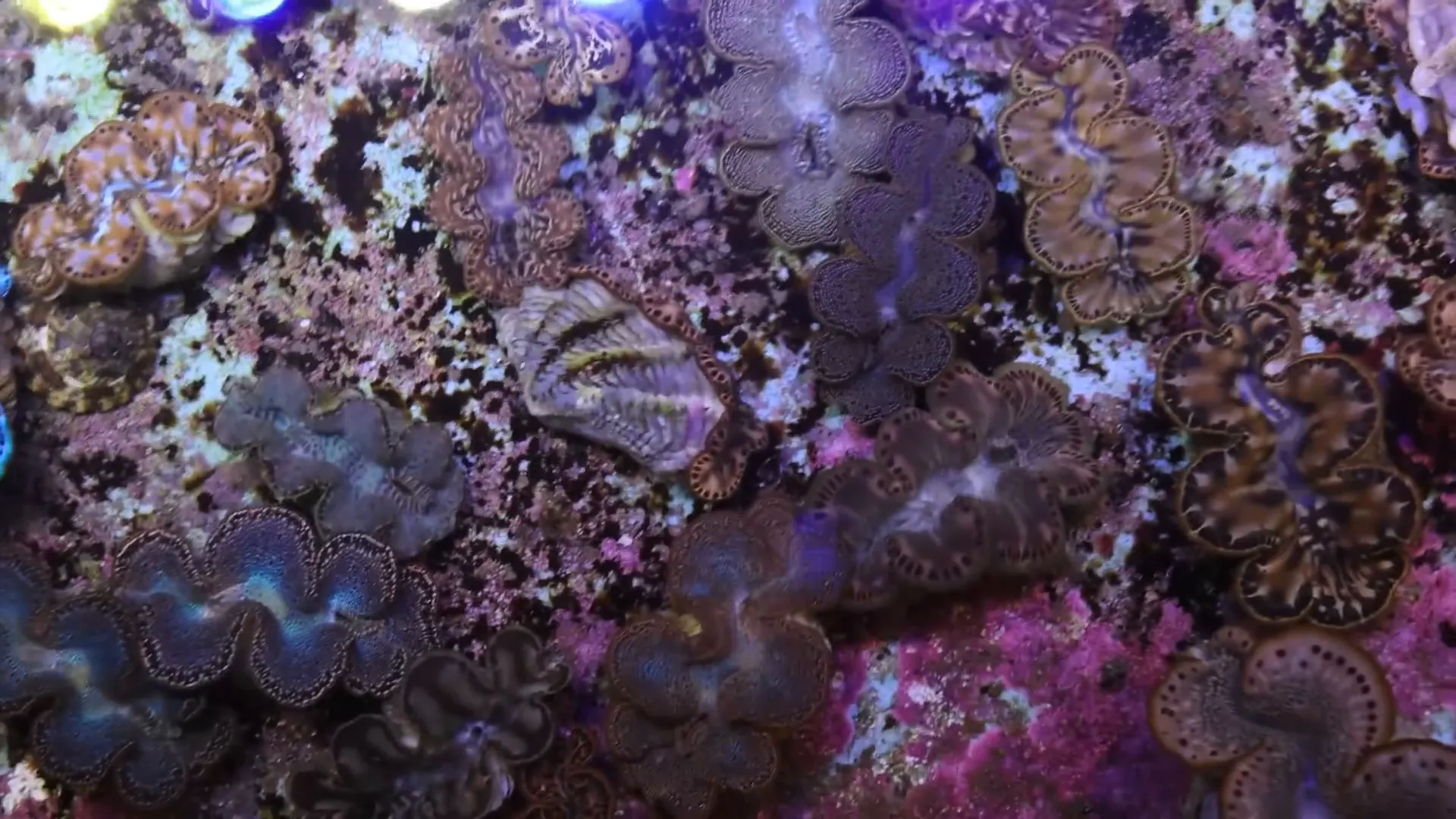 Sunlit coral greenhouse at ORA Farms with diverse coral colonies