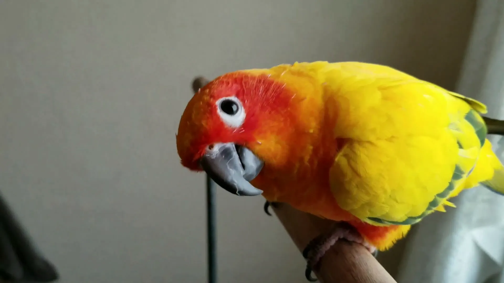Pellets as the main food source for Sun Conures