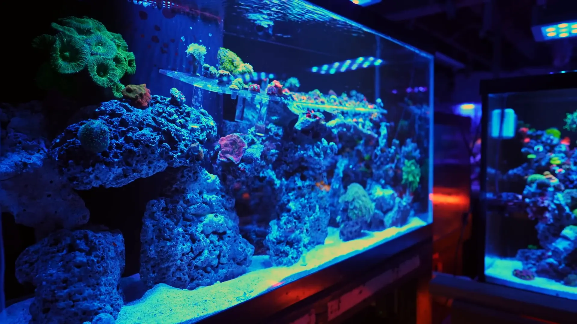 Community sharing knowledge about coral farming