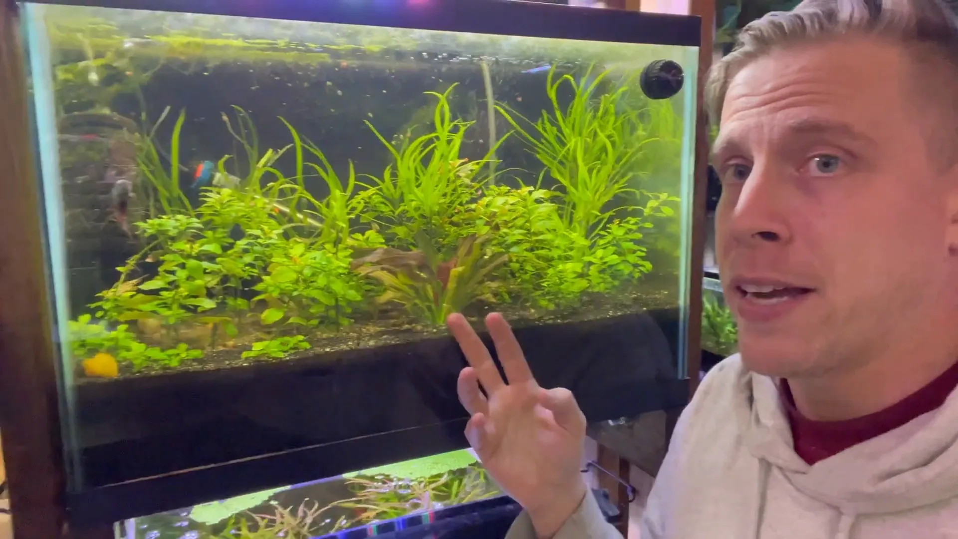 Java Fern thriving in a filterless nano aquarium with shrimp