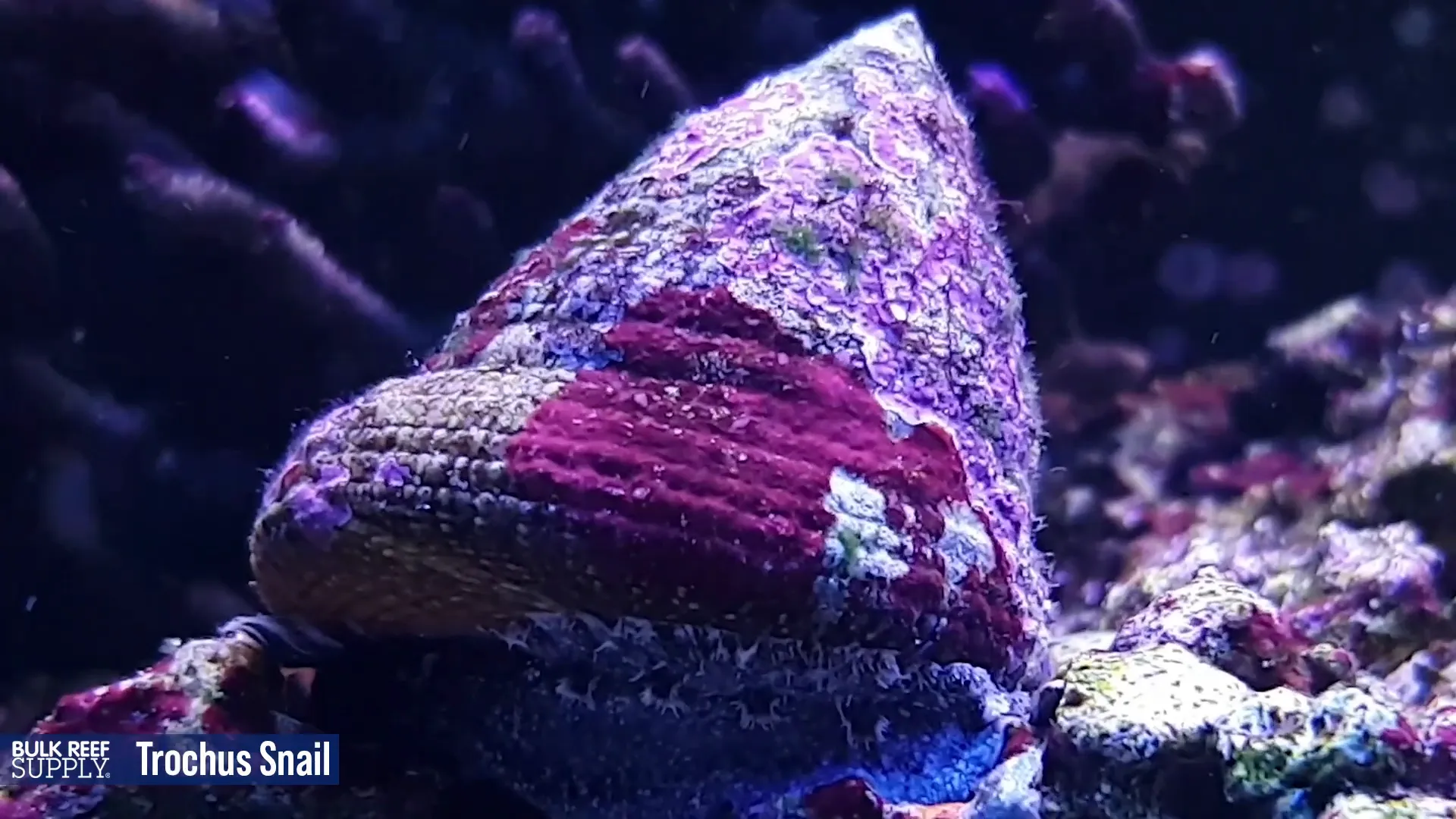 Trochus Turbo Snail Eating Marine Tank Algae