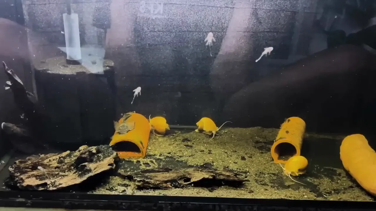 Breeding tank setup with sponge filter and driftwood