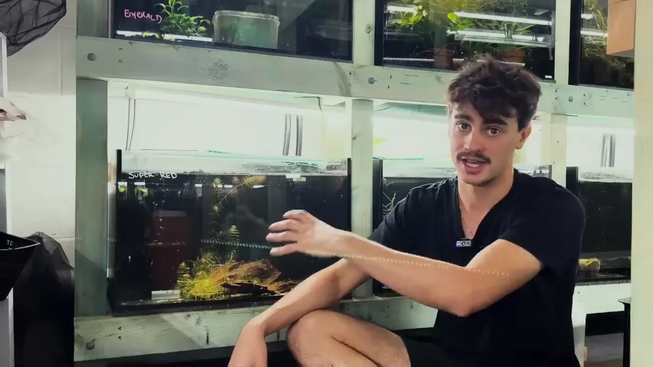 Super Red Bristlenose Pleco pair in a breeding cave behind a fishkeeper