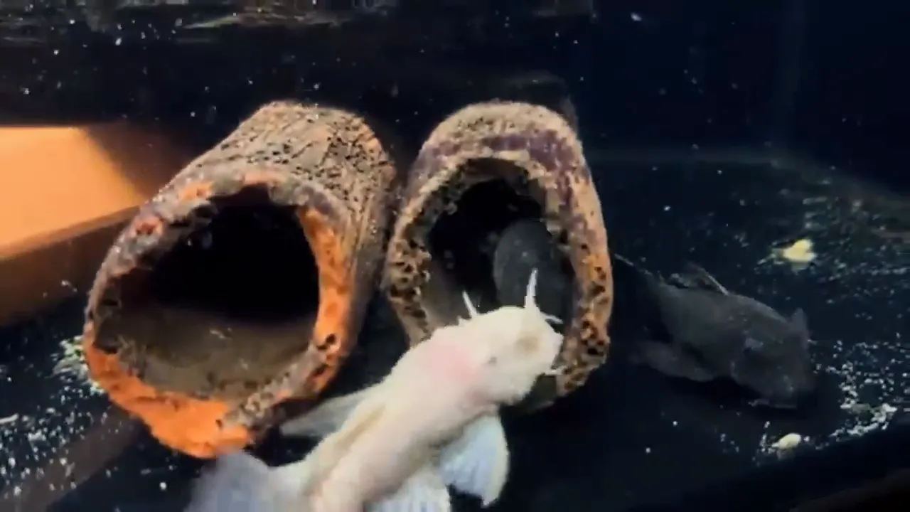 Male Bristlenose Pleco fanning eggs inside the cave
