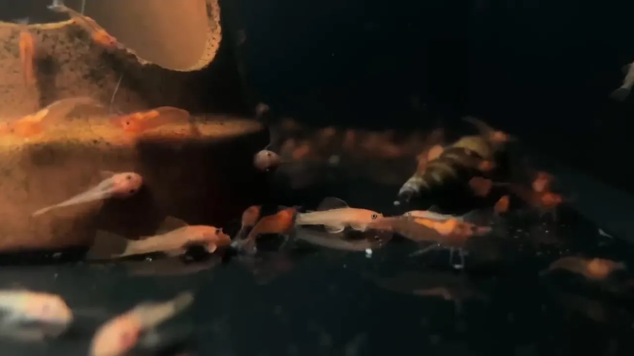 Baby bristlenose pleco fry