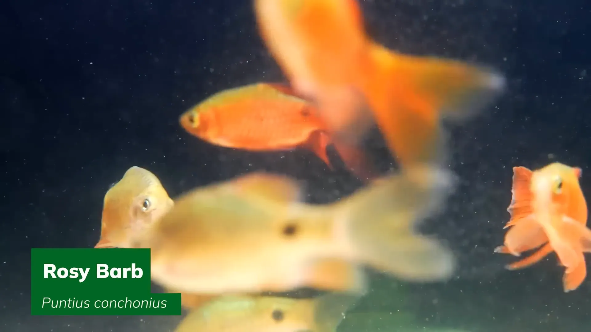 Rosy Barbs swimming in aquarium